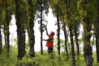 "齊"心"魯"力|深山護林夫妻的綠色堅守