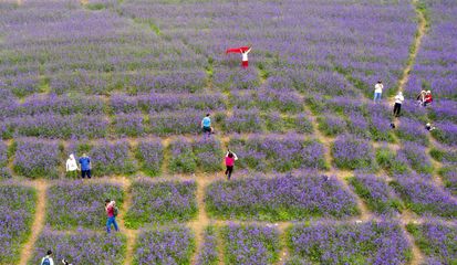 云頂花海的“齊山綻放” | 16市地黨報齊聚淄博齊山風景區采風掠影